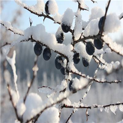 冷空气实力较弱全国大部气温偏高 东北内蒙古迎降雪